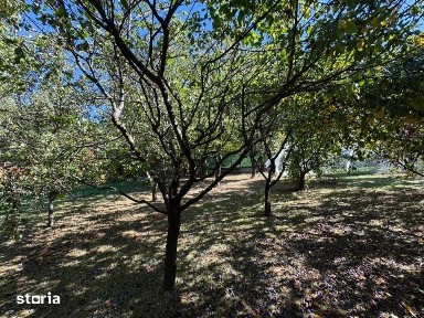 Vila in Faget, zona Vila Tusa, 400 mp, 2412 mp teren