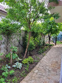 Inchiriere casa Chiajna-Ilfov