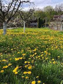 Casă de Odihnă, teren 1000mp zona Corunca