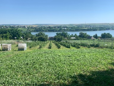 Proprietate lângă lac și plantație de zmeură